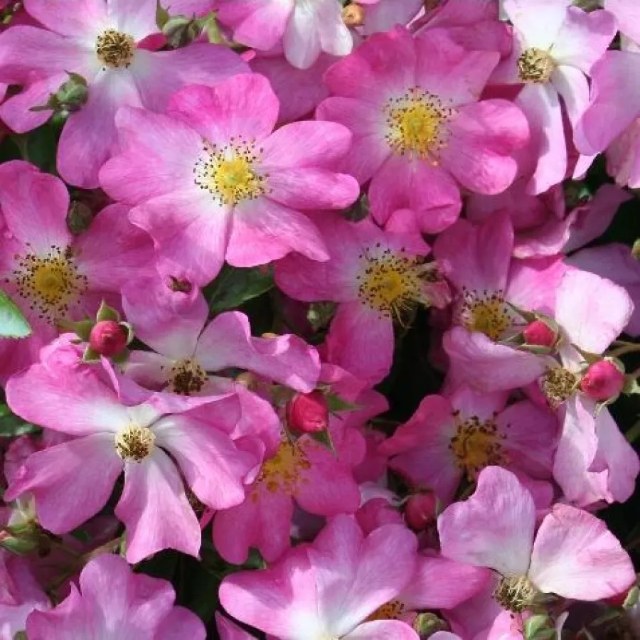 Rózsaszín - Rózsa - Fil des Saisons ® - Online rózsa rendelés