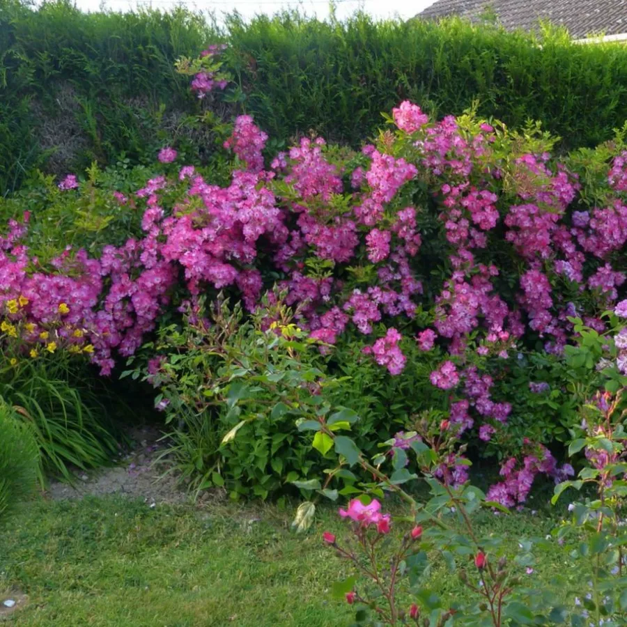 VELroso - Rosa - Fil des Saisons ® - Produzione e vendita on line di rose da giardino
