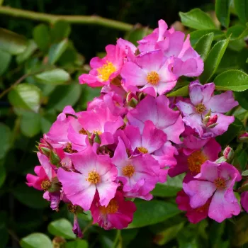 Rosa Fil des Saisons ® - rosa - Árbol de Rosas Miniatura - rosal de pie alto- froma de corona llorona