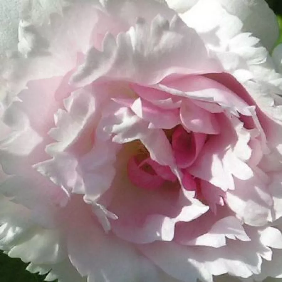 Hybrid Rugosa - Rosa - Fimbriata - Produzione e vendita on line di rose da giardino