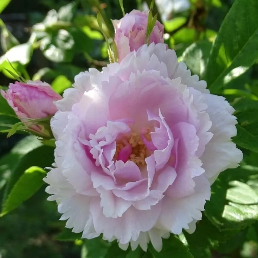 Blanco - Rosa - Fimbriata - rosal de pie alto