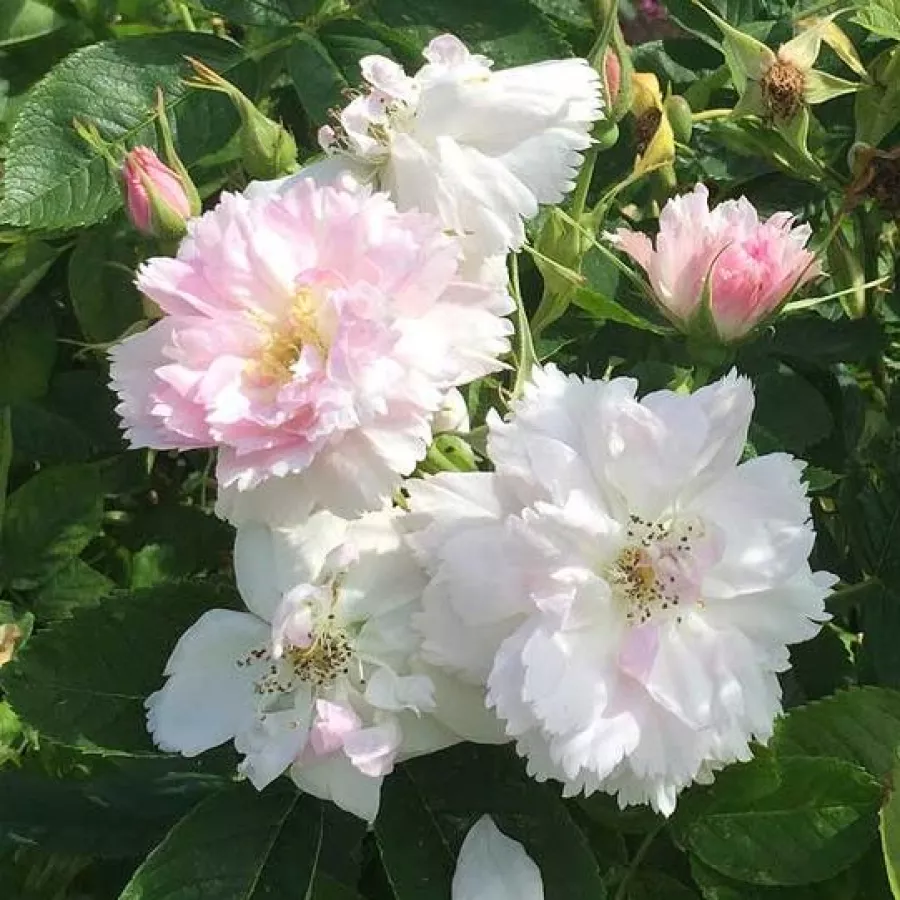 Morlet - Rosa - Fimbriata - rosal de pie alto