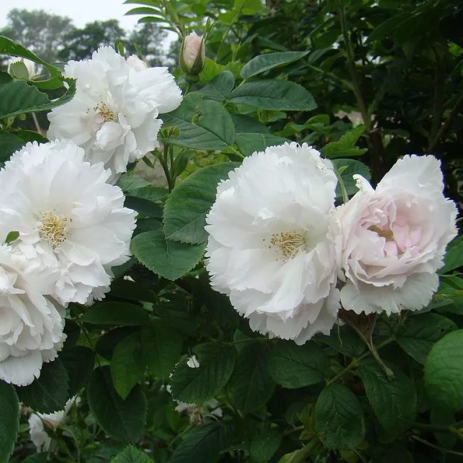 120-150 cm - Rosa - Fimbriata - rosal de pie alto