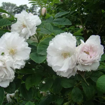 Fehér - rózsaszín árnyalat - magastörzsű rózsa - szimpla virágú