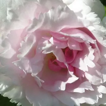 Rosa Fimbriata - rosa de fragancia medio intensa - Árbol de Rosas Flor Simple - rosal de pie alto - blanco - Morlet- forma de corona tupida - Rosal de árbol con una multitud de flores planas de pocos pétalos.
