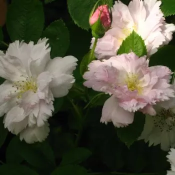 Rosa Fimbriata - alb - trandafiri pomisor - Trandafir copac cu trunchi înalt – cu flori simpli