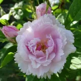 Stara vrtna vrtnica - Zmerno intenzivni vonj vrtnice - vrtnice online - Rosa Fimbriata - bela