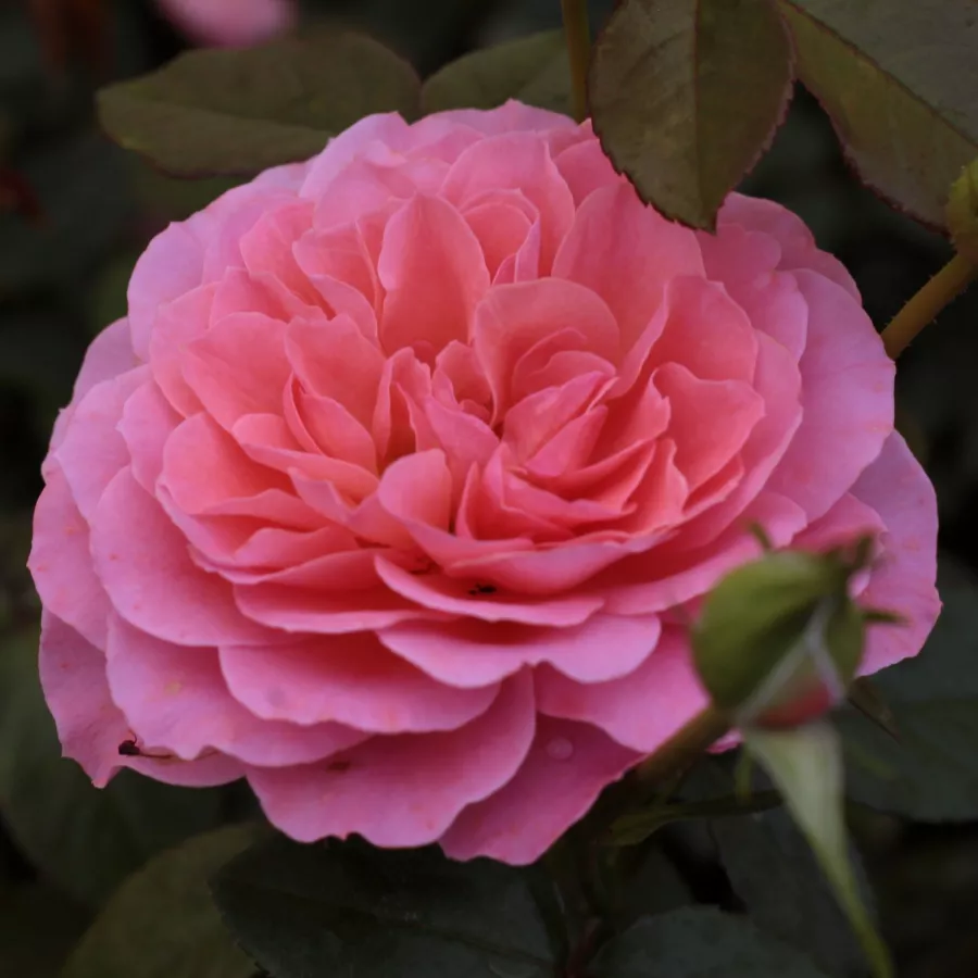 Róże rabatowe grandiflora - floribunda - Róża - First Edition™ - Szkółka Róż Rozaria