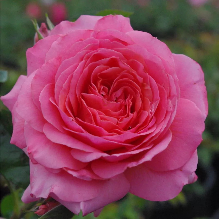 Georges Delbard - Rosa - First Edition™ - rosal de pie alto