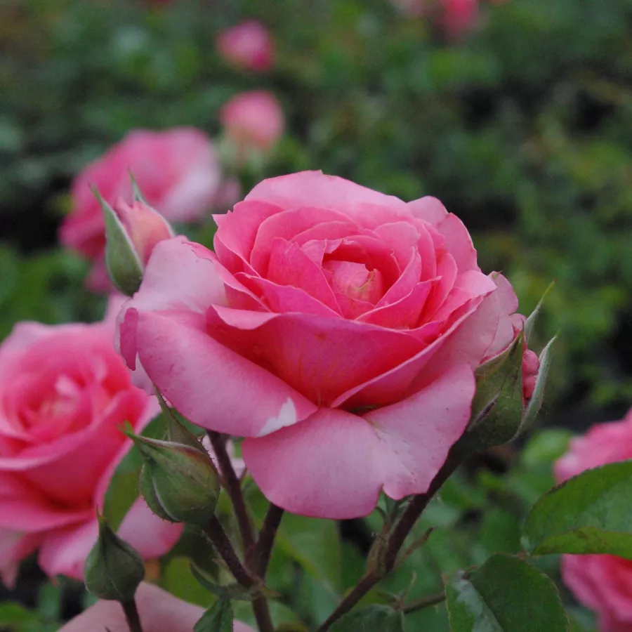 Stromčekové ruže - Stromkové ruže, kvety kvitnú v skupinkách - Ruža - First Edition™ - 