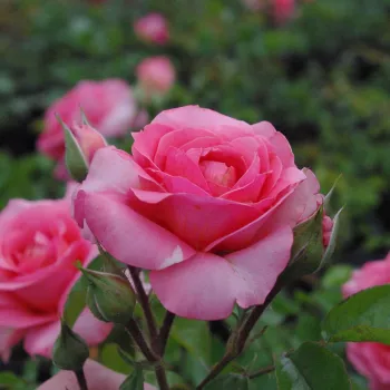 Rosa First Edition™ - růžová - stromkové růže - Stromkové růže, květy kvetou ve skupinkách