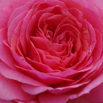 Ružová - školka - eshop  - stromčekové ruže - Stromkové ruže, kvety kvitnú v skupinkách - ružová - First Edition™ - mierna vôňa ruží - sladká aróma