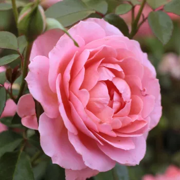 Lososová - záhonová ruža - floribunda   (60-120 cm)