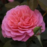 Rózsaszín - diszkrét illatú rózsa - édes aromájú - Online rózsa vásárlás - Rosa First Edition™ - virágágyi floribunda rózsa