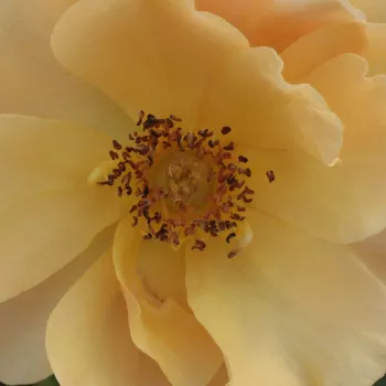 Rózsa kertészet - narancssárga - törpe - mini rózsa - Fleur™ - diszkrét illatú rózsa - szegfűszeg aromájú - (40-50 cm)