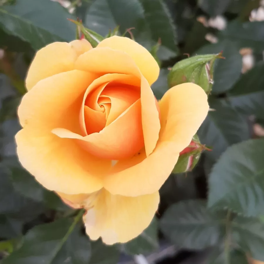 Törpe - mini rózsa - Rózsa - Fleur™ - Online rózsa rendelés