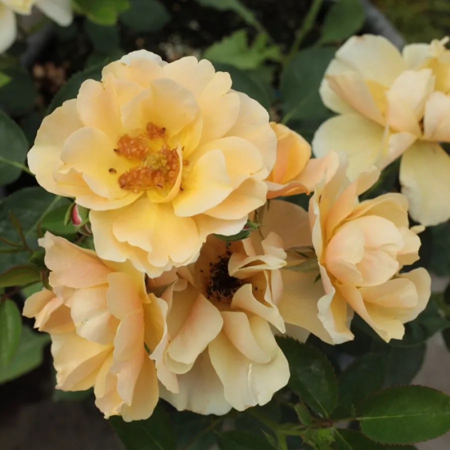 Arancia - Rosa - Fleur™ - Produzione e vendita on line di rose da giardino