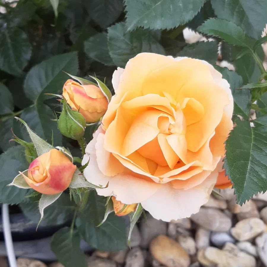 Diszkrét illatú rózsa - Rózsa - Fleur™ - Online rózsa rendelés