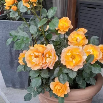 Oranžová - Mini růže   (40-50 cm)