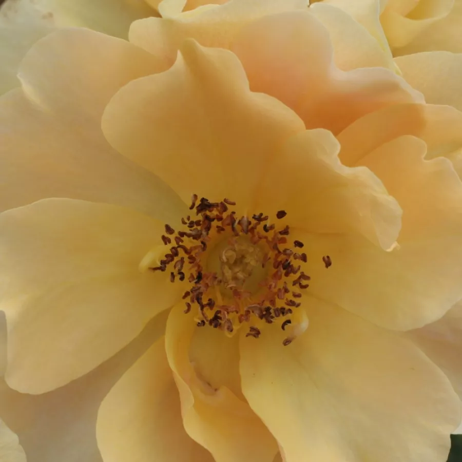Miniature - Rózsa - Fleur™ - Online rózsa rendelés