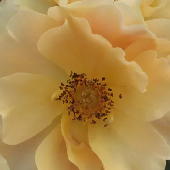 Růže eshop - Mini růže - oranžová - diskrétní - Fleur™ - (40-50 cm)