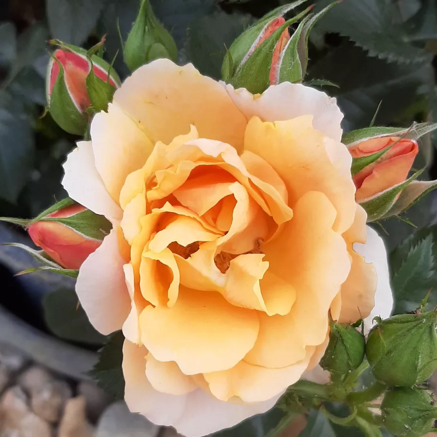 Narancssárga - Rózsa - Fleur™ - Kertészeti webáruház