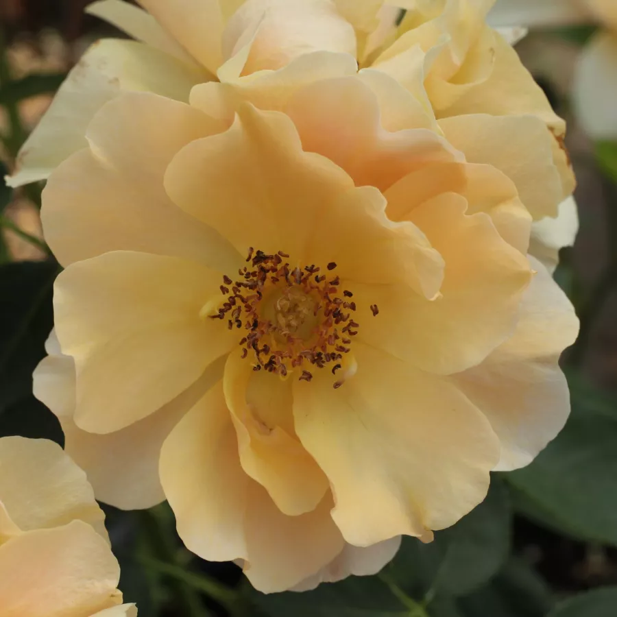 Poulsen Roser A/S - Růže - Fleur™ - 