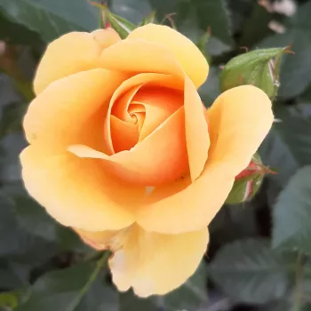 Rosa Fleur™ - oranžová - stromkové růže - Stromková růže s drobnými květy