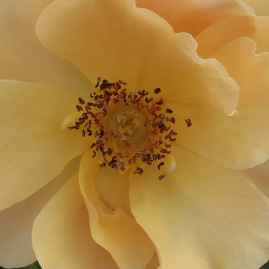 Csokros - Rózsa - Fleur™ - Kertészeti webáruház