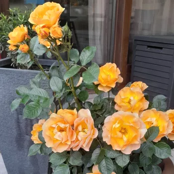 Orange - Petites fleurs -  rosier à haute tige - compact