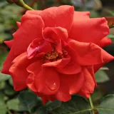 Vörös - törpe - mini rózsa - Online rózsa vásárlás - Rosa Flirting™ - diszkrét illatú rózsa - kajszibarack aromájú