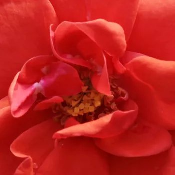 Rózsák webáruháza. - vörös - törpe - mini rózsa - Flirting™ - diszkrét illatú rózsa - kajszibarack aromájú - (40-50 cm)