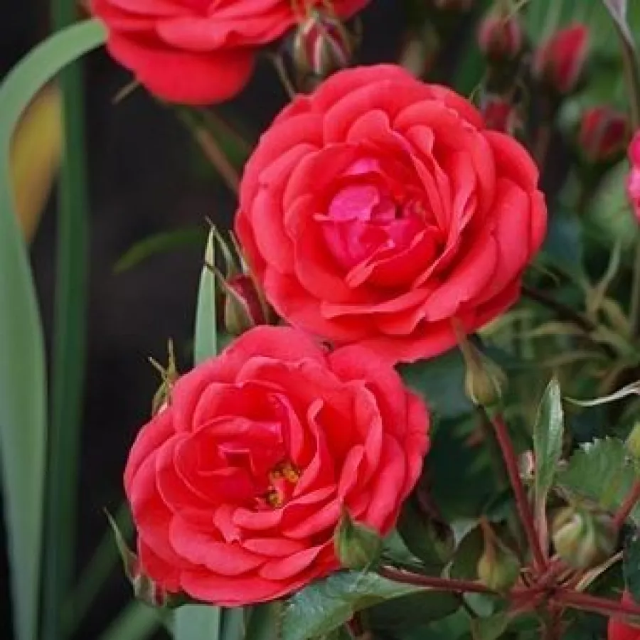 červený - Ruža - Flirting™ - Ruže - online - koupit