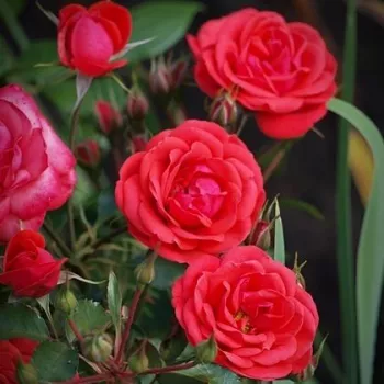 Rojo - rosales miniaturas - rosa de fragancia discreta - albaricoque