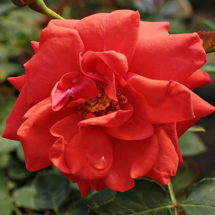 Rojo - Rosa - Flirting™ - rosal de pie alto