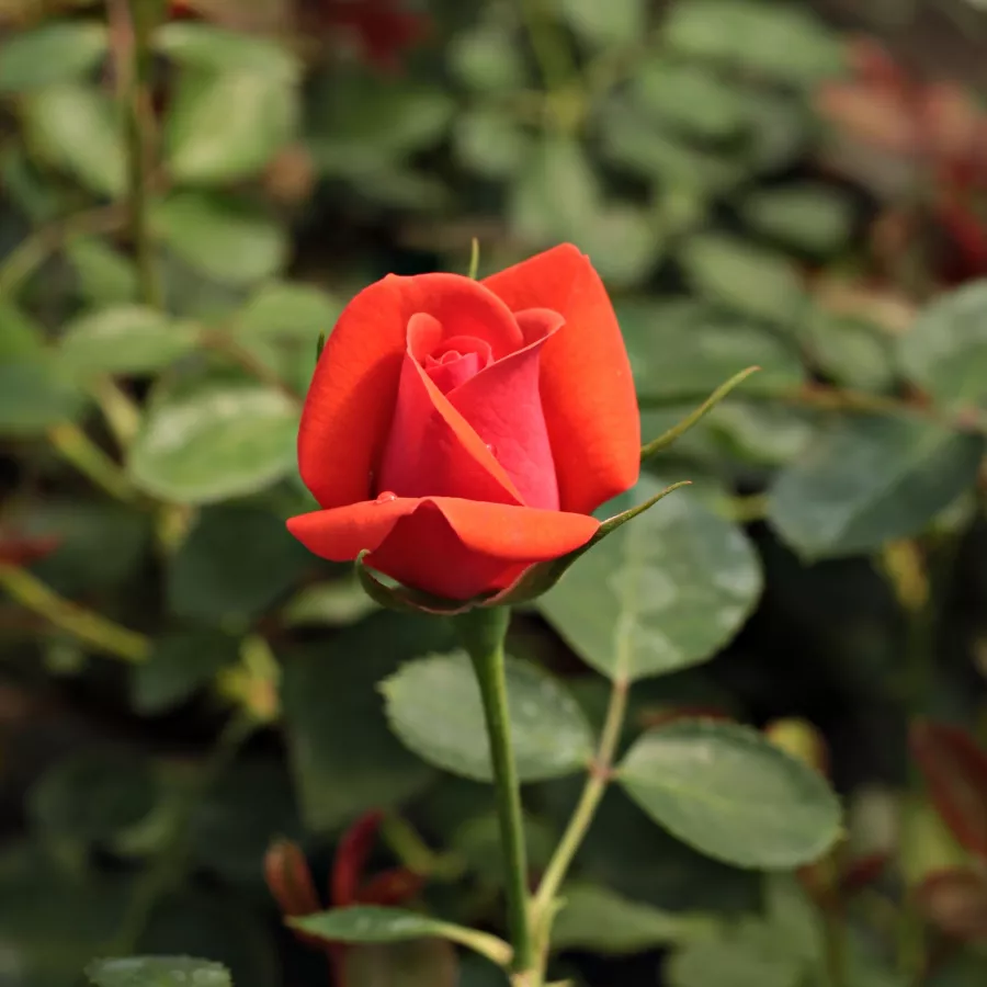 Csokros virágú - magastörzsű rózsafa - Rózsa - Flirting™ - Kertészeti webáruház