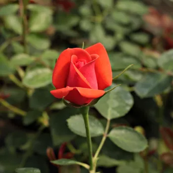 Rosa Flirting™ - červený - stromčekové ruže - Stromkové ruže, kvety kvitnú v skupinkách