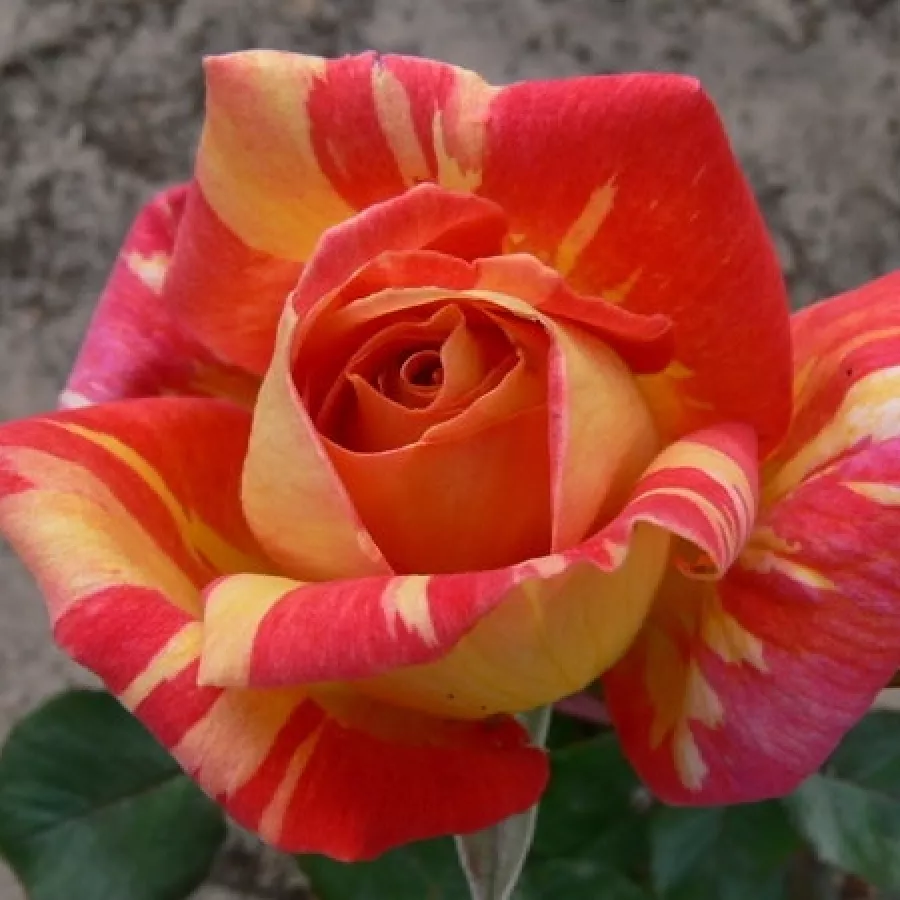 Teahibrid rózsa - Rózsa - Ambossfunken™ - Online rózsa rendelés