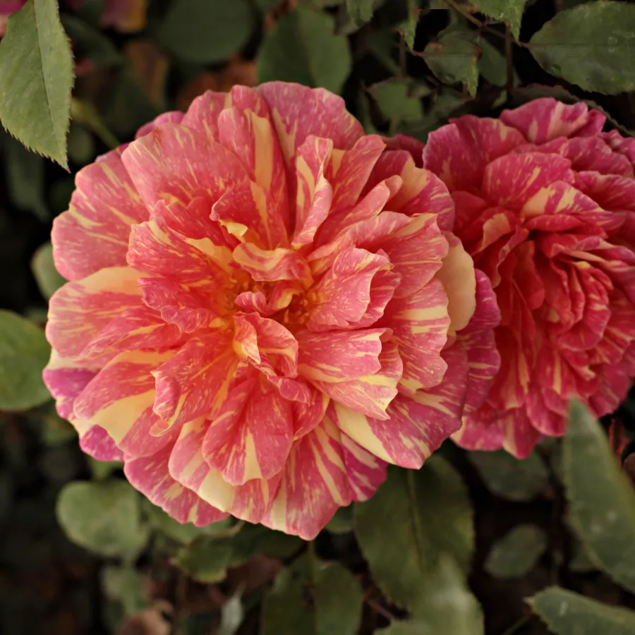 Rosso - giallo - Rosa - Ambossfunken™ - Produzione e vendita on line di rose da giardino