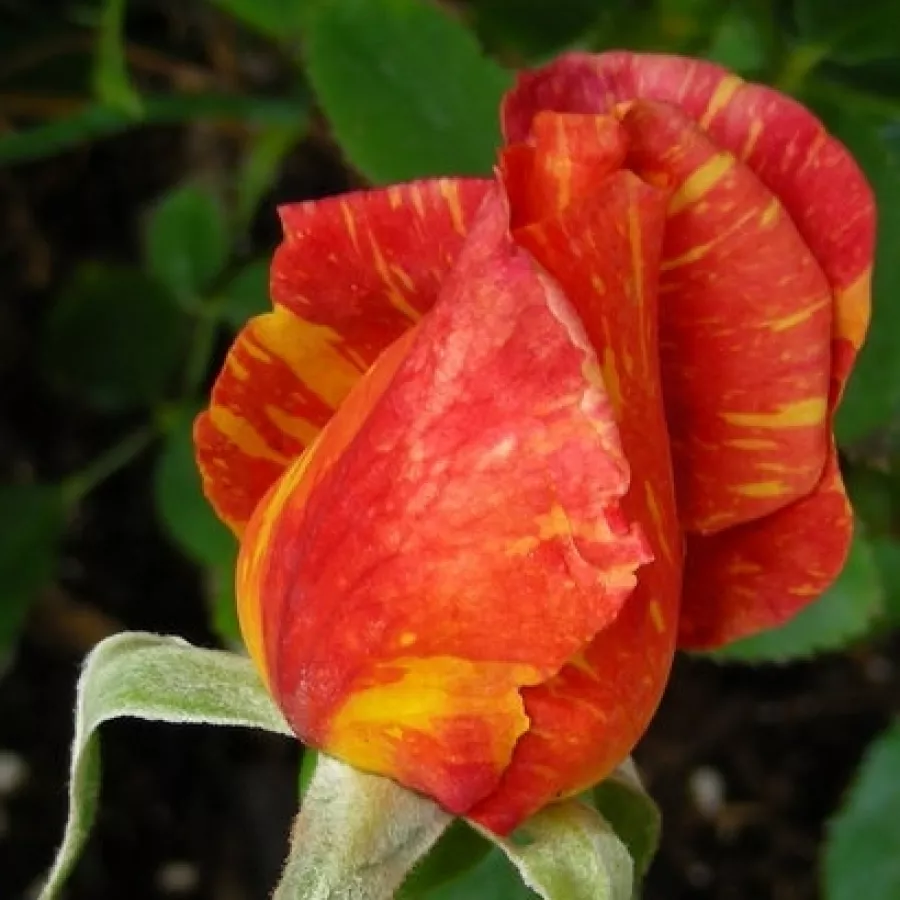 Rosa del profumo discreto - Rosa - Ambossfunken™ - Produzione e vendita on line di rose da giardino
