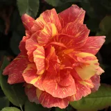 Roșu / galben - trandafiri pomisor - Rosa Ambossfunken™ - trandafir cu parfum discret