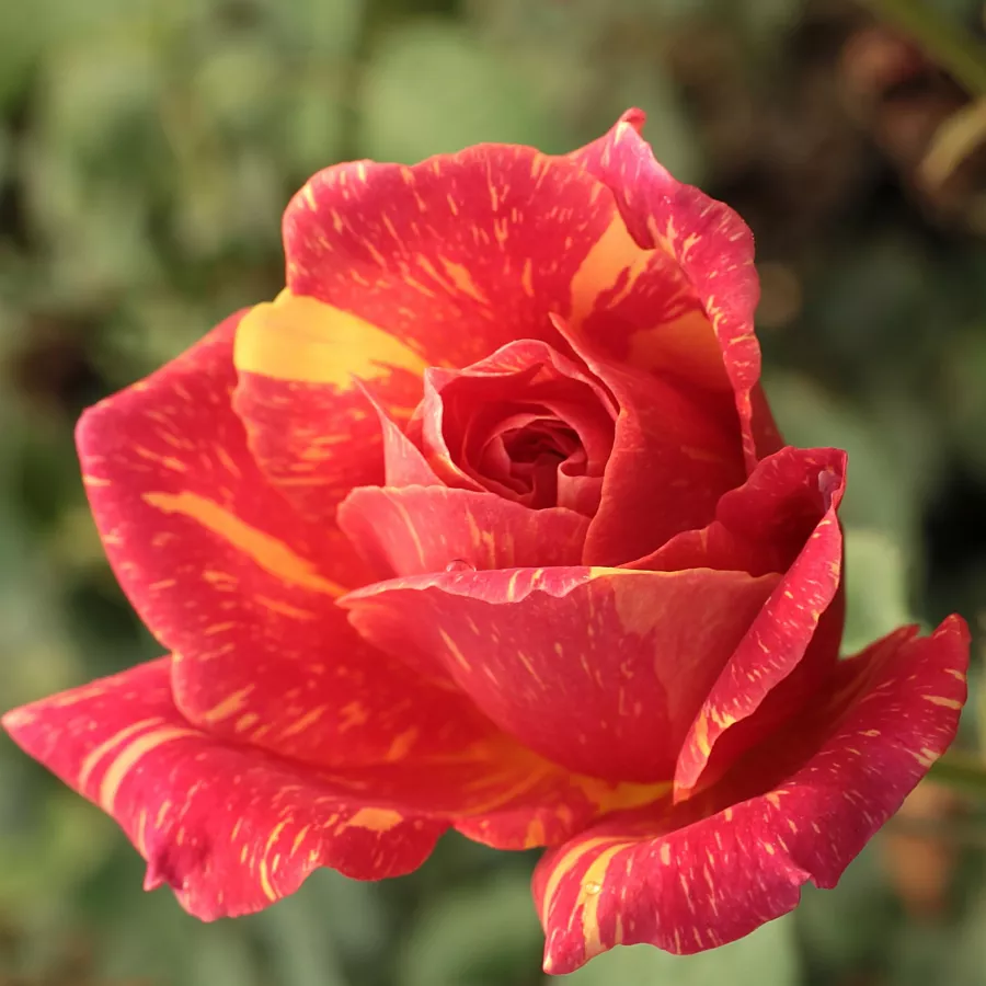 Stromkové růže - Stromkové růže s květmi čajohybridů - Růže - Ambossfunken™ - 