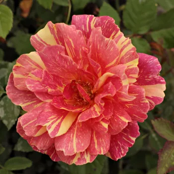 Korálově červená se žlutým nádechem - stromkové růže - Stromkové růže s květmi čajohybridů