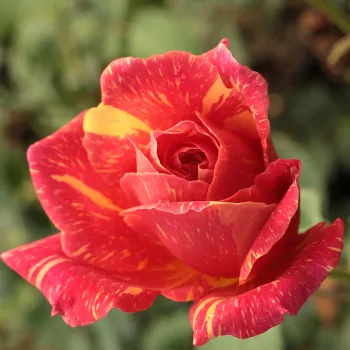 Rosa Ambossfunken™ - roșu / galben - trandafiri pomisor - Trandafir copac cu trunchi înalt – cu flori teahibrid