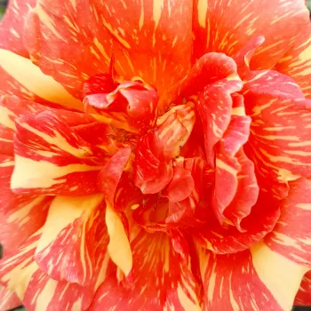 Rosen Gärtnerei - teehybriden-edelrosen - rot-gelb - Rosa Ambossfunken™ - diskret duftend - Meyer - Intensiver Duft, ihre bunten Blüten sind kelchförmig.