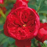 Vörös - climber, futó rózsa - Online rózsa vásárlás - Rosa Florentina ® - diszkrét illatú rózsa - orgona aromájú
