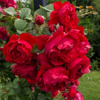 Rosa Florentina ® - rdeča - Vrtnica plezalka - Climber