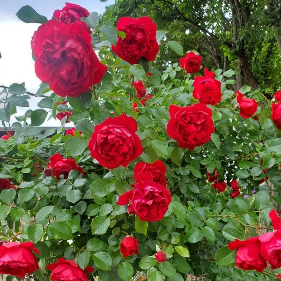 KORtrameilo - Roza - Florentina ® - Na spletni nakup vrtnice