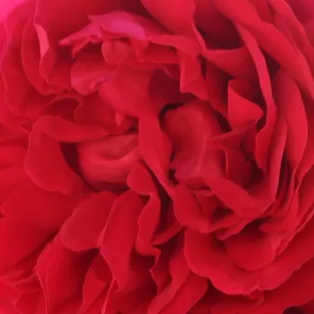 Web trgovina ruža - Ruža puzavica - crvena - diskretni miris ruže - Florentina ® - (200-300 cm)