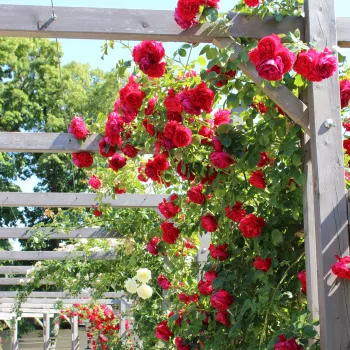 Vörös - csokros virágú - magastörzsű rózsafa - diszkrét illatú rózsa - orgona aromájú